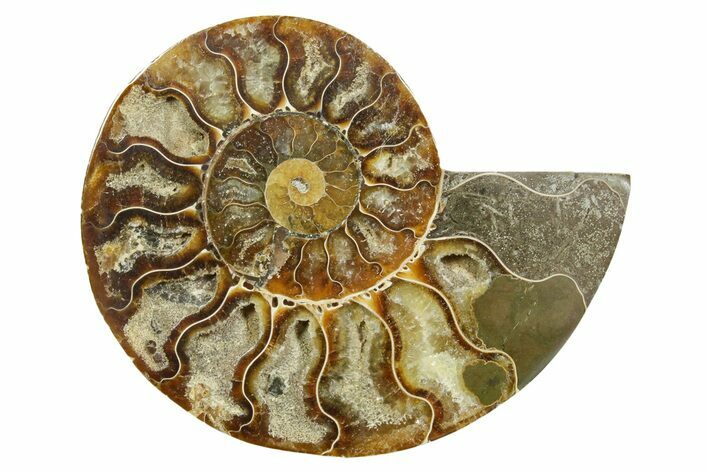 Cut & Polished Ammonite Fossil (Half) - Madagascar #364844